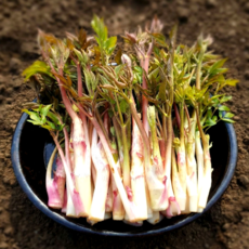 국내산 땅두릅 산지직송 제철 햇두릅, 1개, 300g