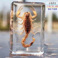 사슴벌레 장식 표본 관찰 곤충 과학 액자 교육용 박제, 독립적 인, 옐로우 스콜피온은 상자에 들어 있지 않습니다