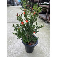식물공장 석류나무 과실수 유실수 대형 55-80cm 199, 1개