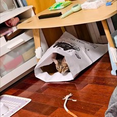 CAT HOME 貓咪玩具牛皮紙袋, 2條裝白色條紋款 - 兩層加厚 10公斤以內, 1個
