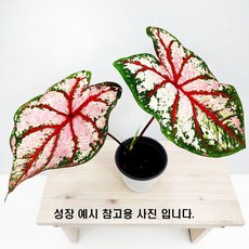에덴플랜트 칼라디움 보틀로켓 (지름 10Cm포트) 수입 희귀식물 감성식물 인테리어 미세먼지제거 공기정화 열대