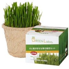 日本GreenLabo DIY新鮮貓草/燕麥草 來自日本-無農藥栽培-犬貓皆可食用（非一般小麥草）, 1個