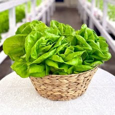바른팜 무농약 버터헤드 수경재배 샐러드채소 쌈채소 대용량, 1박스, 1kg