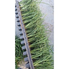 초특가 맥문동 105구 트레이 1판/ 월동식물 야생화 봄꽃 정원수 조경수 /꽃과정원이야기, 1개