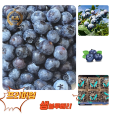 [굿피플] 생블루베리 수입블루베리 블루베리생과, 1세트, 블루베리500g (125gX4팩)