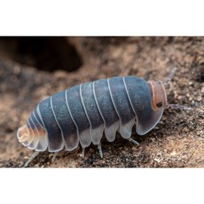 쿠바리스 팍총 X 단품형 등각류 쥐며느리 키우기, 1세트