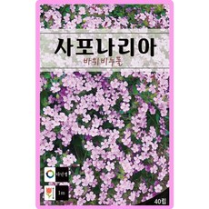 사포나리아 씨앗 40립 바위비누풀 다년생 꽃씨 종자, 1개