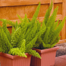 아스파라거스 메어리 (꽃씨앗/10립) Meyerii Asparagus, 1개