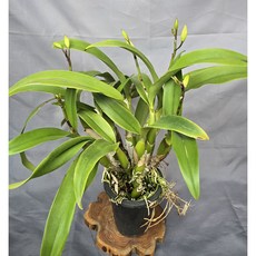 설화 카틀레아(꽃대많음), 1개