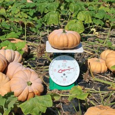 허니데이 늙은호박 4kg 친환경 무농약 맷돌 노란 호박, 1개