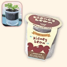 (수담스토어) 초등 삼투압 과학키트 강낭콩 키우기 실험키트 11.8 11cm