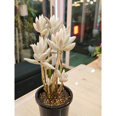 팅커벨 은월, 1개