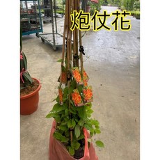 霏霏園藝 爬藤花類 每棵150元 八棵優惠 綠植盆栽 花園裝飾