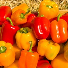 국내산 파프리카 실속형 못난이 빨강 노랑 혼합 파프리카, 1개, 못난이 파프리카 1kg