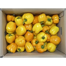 미소진 못난이 국내산 파프리카 노랑, 1박스, 3kg(노랑)
