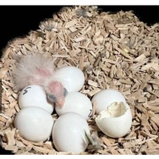 波飛鸚鵡 檜木屑 分裝包 鸚鵡墊材 寵物鳥用品 除臭 抑菌, 1個, 1公斤