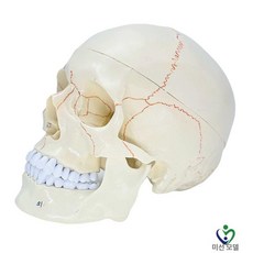해골 두개골 해부학 모델 교육 뇌모형 표본 의학