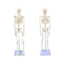 전신 해골 모형 뼈 골격 85cm 교육 인체 해부학 과학실 모델, 단일 항목, 1개