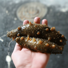 먹부장 연안 해삼 500g, 1
