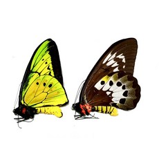 蟲新發現 蝴蝶標本A1 大天堂鳥翼鳳蝶單 成對 未展乾貨 DIY科學實驗套裝, 1個