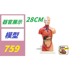 28CM 人體器官模型, 1個
