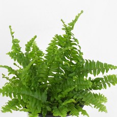 마이플랜트 보스턴 고사리 식물 모종 소품 관엽식물, 3개