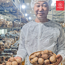 농장직송 무농약 송화고 자송버섯 표고 송이