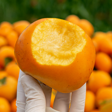 [GAP인증] 프리미엄 벌꿀단감 실중량 산지직배송, 1박스, 대과 3kg