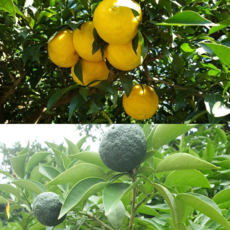 고흥 산지직송 생유자 수확 햇유자 청유자, 1박스, 3kg