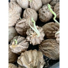 霏霏園藝 龜甲甲蘿摩(中)一棵 烏龜水族箱造景 寵物龜棲息 淨化水質 安全無毒, 1個