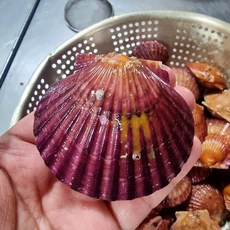 [산지직송] 통영 자연산 제철 홍가리비 당일조업 1kg ~ 10kg, 1개