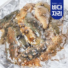 통영 산지직송 자연산 활 해삼, 1개, 1kg
