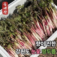 [산지직송] 첫수확 국내산 눈꽃 땅두릅 햇두릅 엄나무순, 1박스, 300g