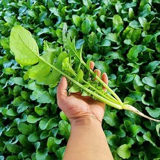 [포천직송] 당일수확 아삭한 얼갈이 4kg, [포천직송] 당일수확 아삭한 어린열무 4kg, 1개