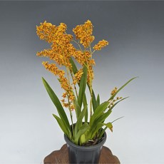 환타지아/향이 너무 좋아요~, 1개