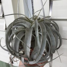 空氣鳳梨霸王鳳超大球型美型，免澆水好照顧，室內綠植盆栽擺飾，提升居家品味, 1個