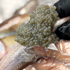 [동해산지직송] 100%당일조업 햇 알배기 도루묵 급냉, 1박스, 500g