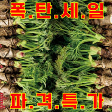 [백화점상품] 최상급 프리미엄 참두릅 초특가, 1개, 300g