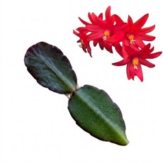 봄원종 레드 커팅 수입 게발선인장 공기정화식물, 1개, 단일