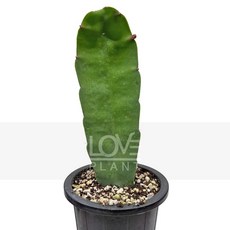 꽃사랑식물나라 독일공작선인장 희귀 꽃색랜덤 공작선인장 행잉식물 거실 관엽 화분 반려식물
