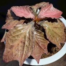 布楚禮 彩葉麒麟 世界樹系列 210