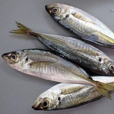 급냉 통영 전갱이 냉동 전갱이 아지 전갱이 남해 전갱이 구이 용 생선 메가리 각재기, 2개, 500g 3~4미 소