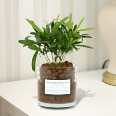 피오그린 천연 가습기 원통유리 하이드로볼 수경세트 공기정화식물 거실인테리어, 1개, 3 나한송