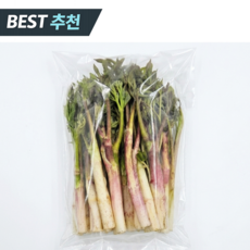 [한정특가] 국내산 노지 땅두릅 산지직송, 500g, 1박스