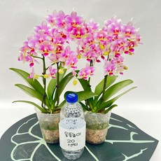 미니호접란 퀸 쌍대 1+1 무배행사 너무예쁜 꽃 서양란 장기개화 스마일화훼유통, 1세트