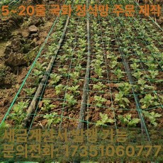 고추망 텃밭 국화 농사그물망 원예용 덩굴망 카네이션 오이망 그물지지대, 8구 0.8m 10cm, 1개, 1g
