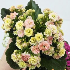 키우기 쉬운 꽃 카랑코에&칼란디바 [색상선택+받침포함] 꽃 다육이 키우기쉬운식물, 칼란디바(겹꽃)-웨딩 분홍, 1개