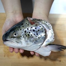 연어머리 특수부위 노르웨이 턱살 구이 조림, 1개, 500g 내외