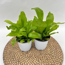 아비스 램캐시 대국도 소품 1+1 고사리 양치식물 디와이팜, 1세트