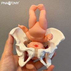골반뼈모형 뼈대 과학실 천골 움직일수있는 모델 소품, 미니 골반 벨트 인형 (모바일)